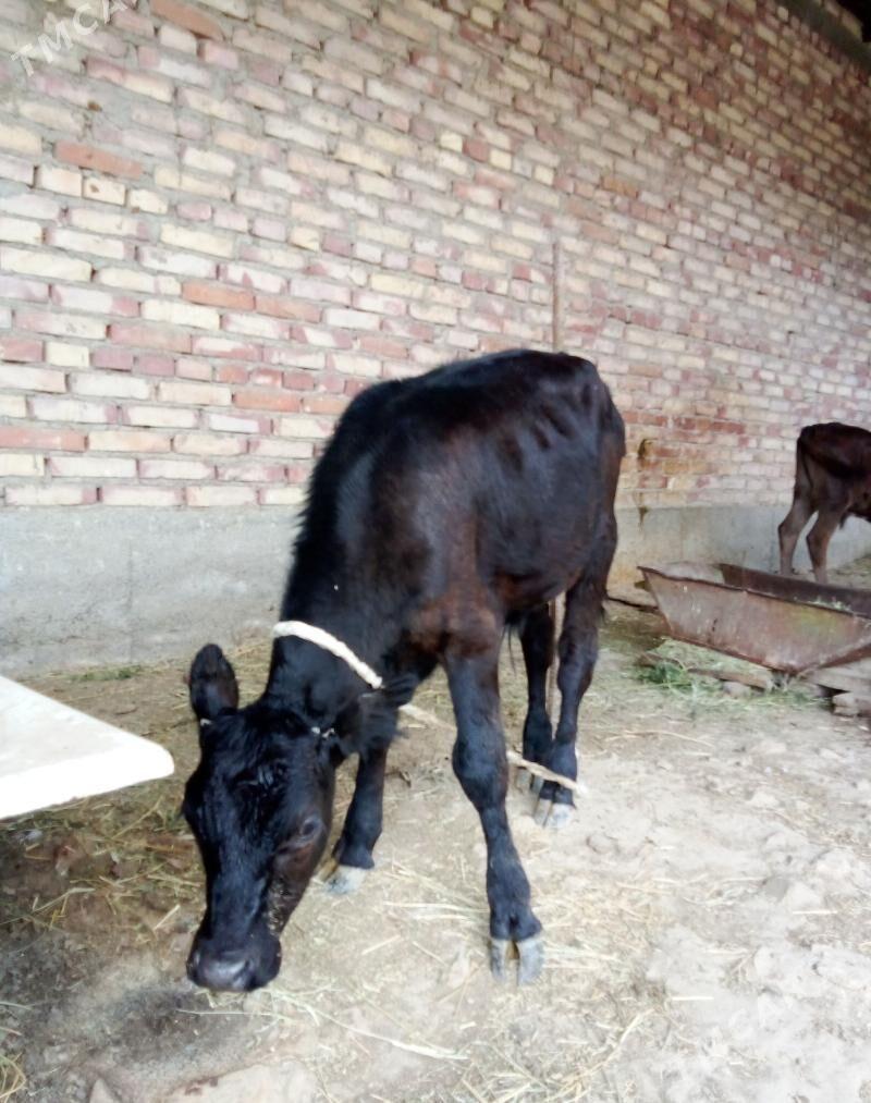 Tohum Öküzler 3 Sanak - Гёкдепе - img 1