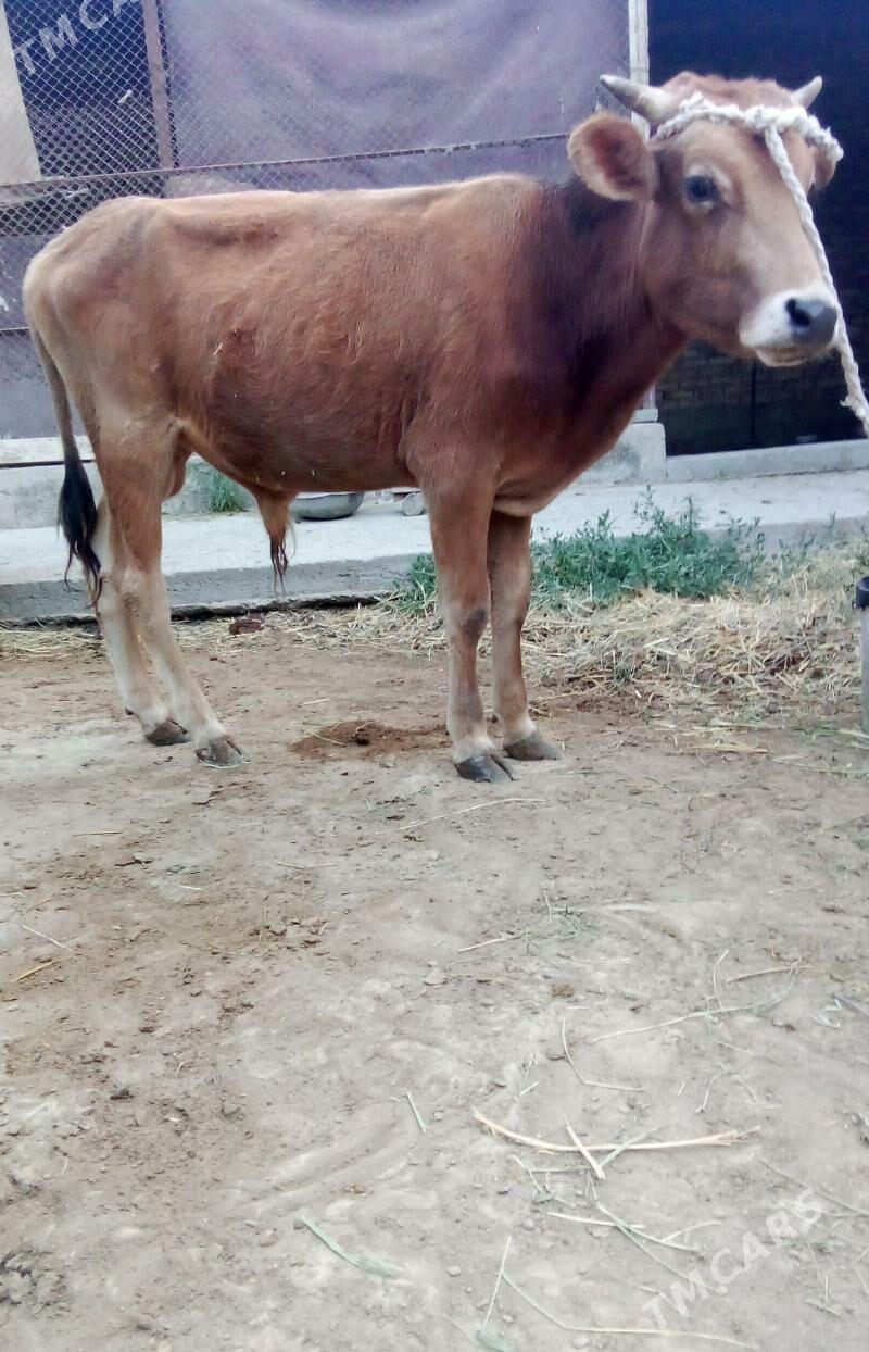 Tohum Öküzler 3 Sanak - Гёкдепе - img 2