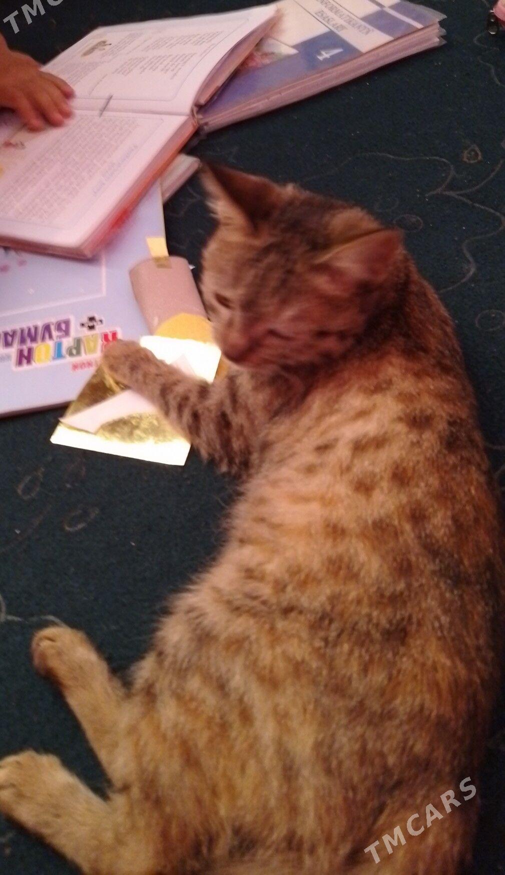 pişik - Дашогуз - img 2