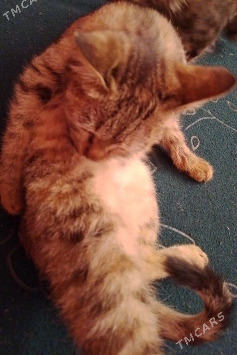 pişik - Дашогуз - img 3