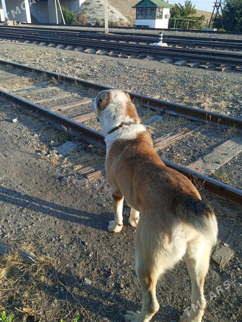 it - Türkmenabat - img 3