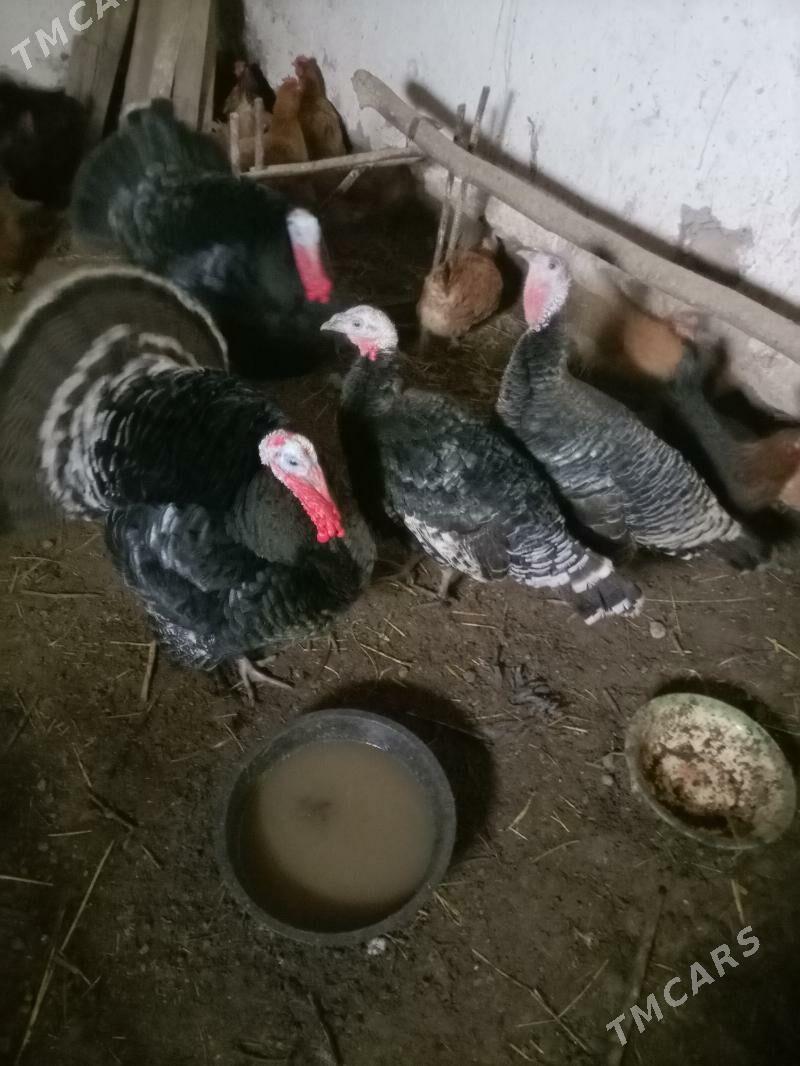 towuk induk - Губадаг - img 3