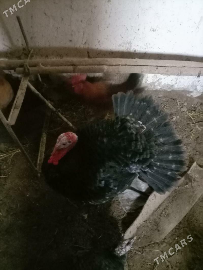 towuk induk - Губадаг - img 2