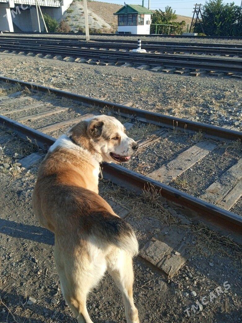 it - Türkmenabat - img 2