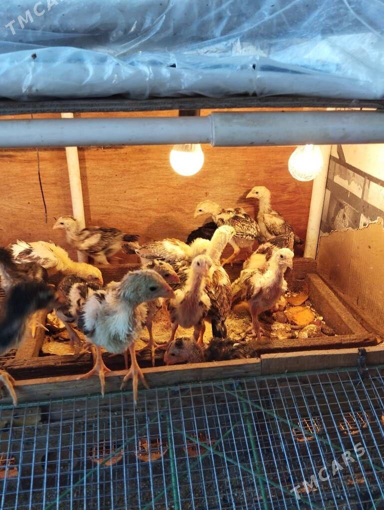 taşkent jüýje - Ялкым - img 2