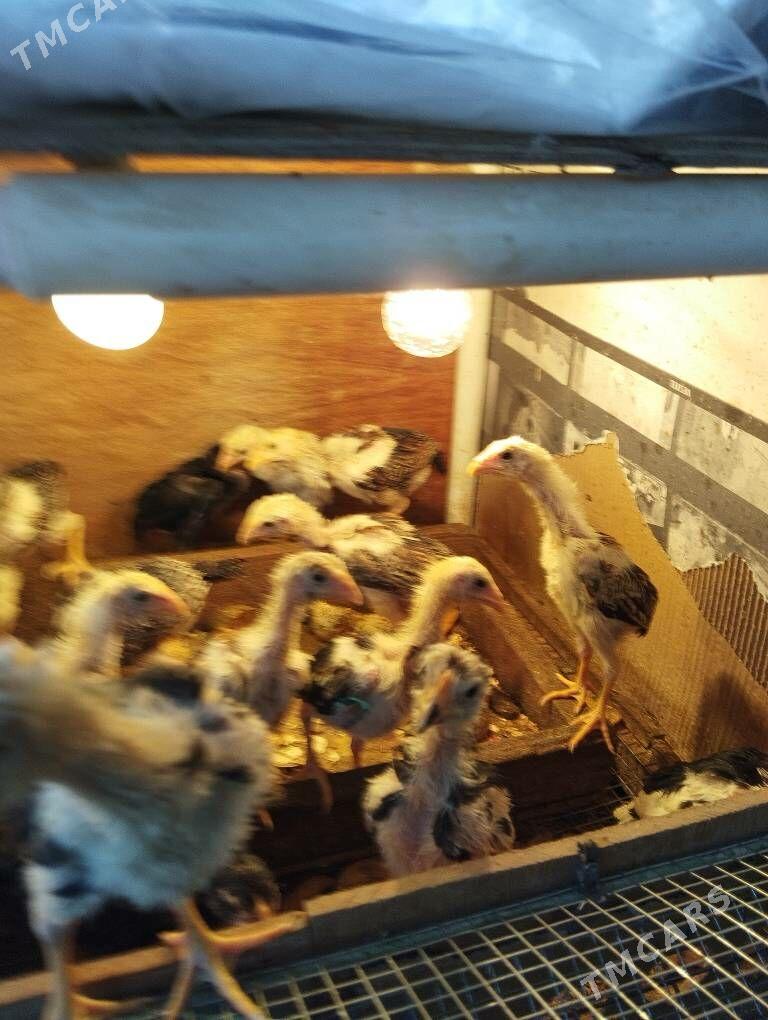 taşkent jüýje - Ялкым - img 7