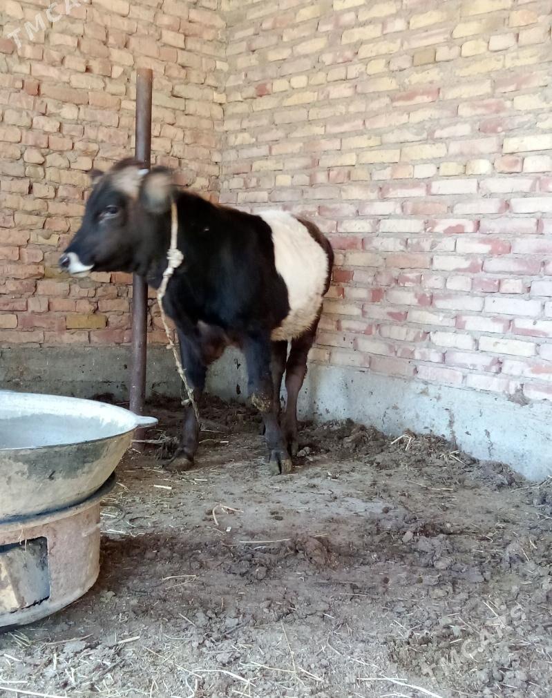 Tohum Öküzler 3 Sanak - Гёкдепе - img 3