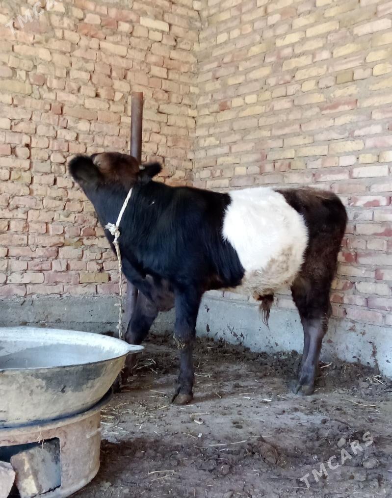 Tohum Öküzler 3 Sanak - Гёкдепе - img 4