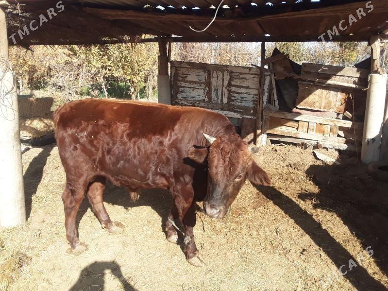 Oküź - Tejen - img 2