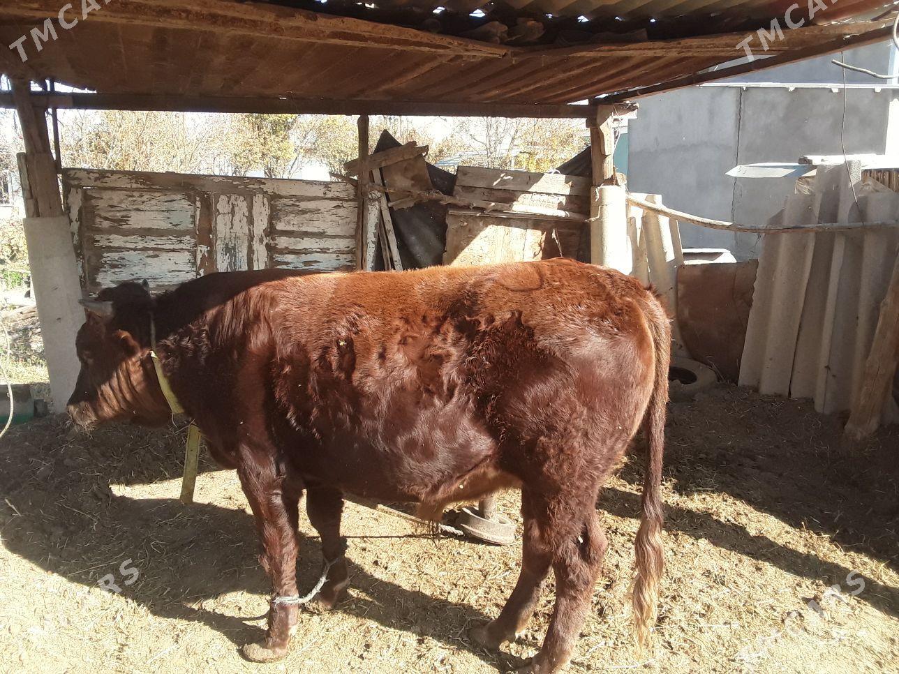 Oküź - Tejen - img 3