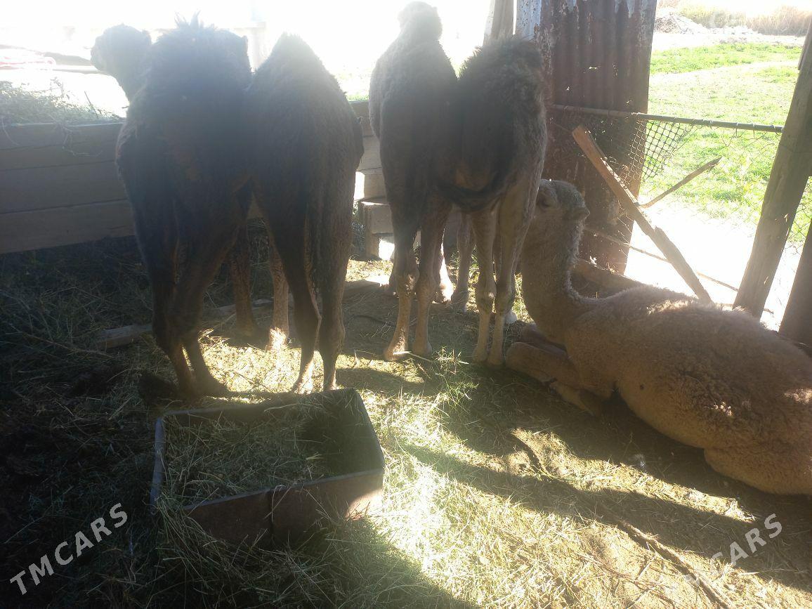 kosek - Tejen - img 6