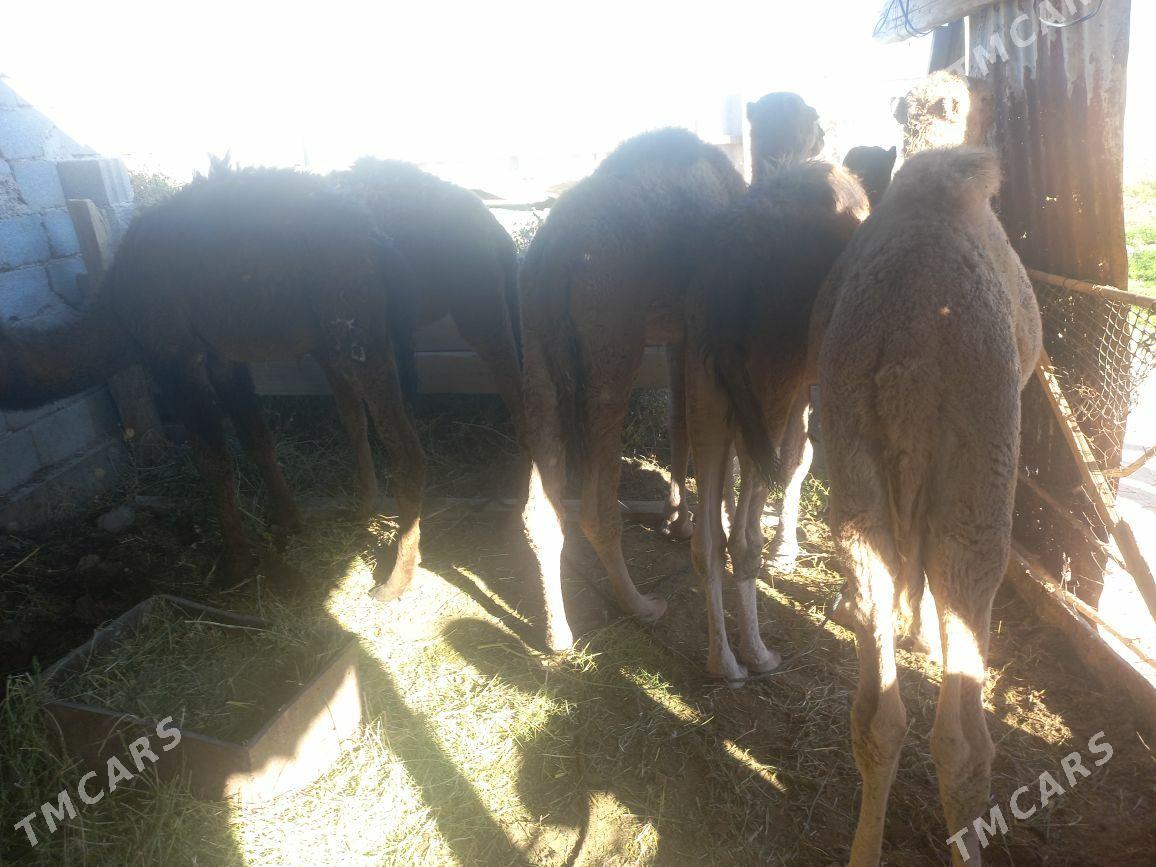 kosek - Tejen - img 3