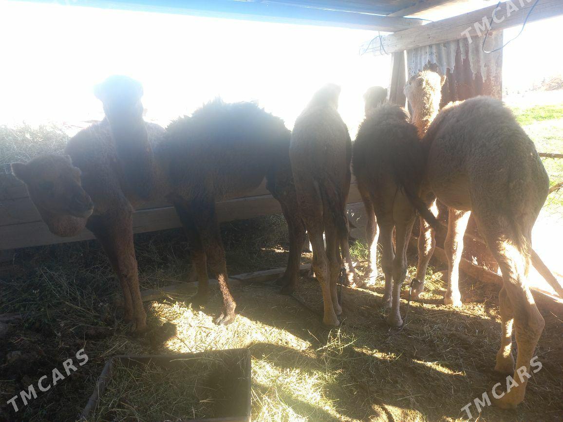 kosek - Tejen - img 2