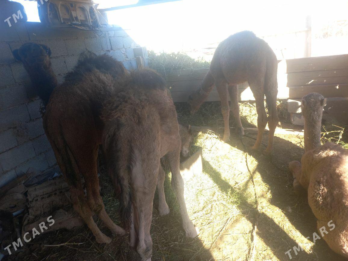 kosek - Tejen - img 4