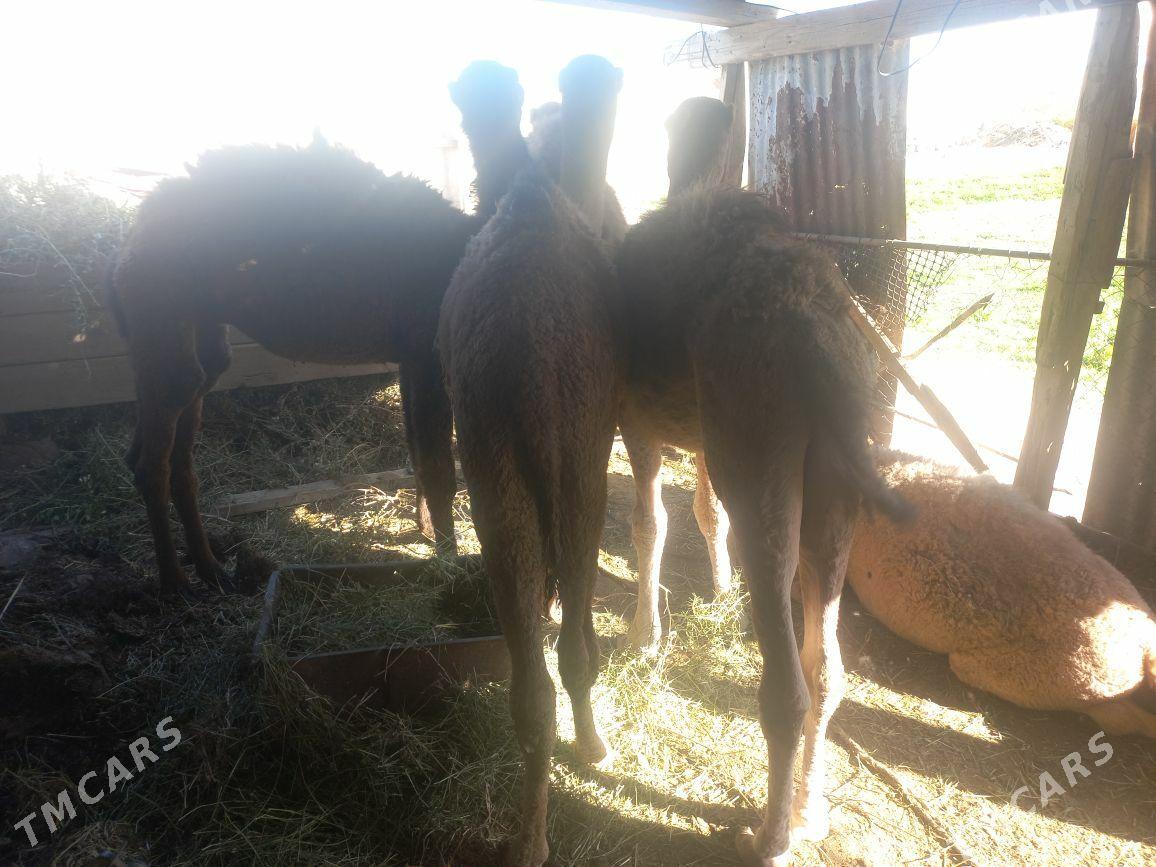 kosek - Tejen - img 5