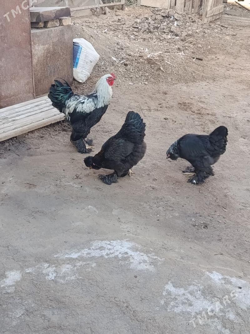 Gara çil Brama horaz. - Туркменабат - img 4