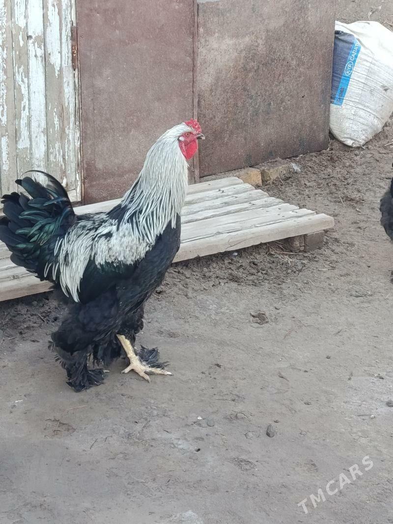 Gara çil Brama horaz. - Туркменабат - img 5