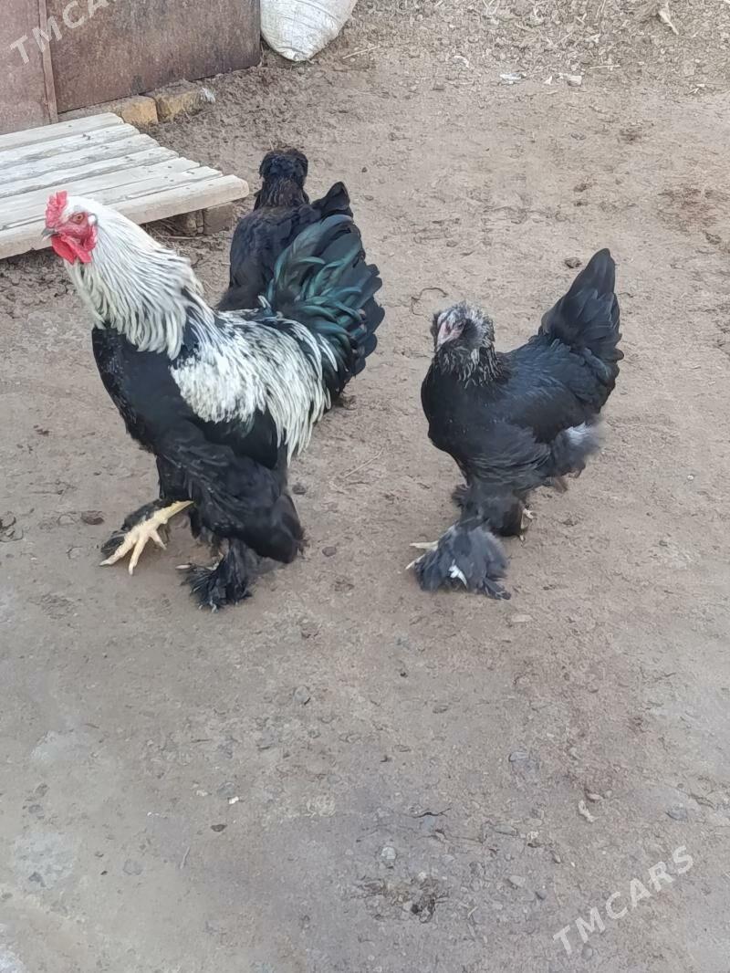 Gara çil Brama horaz. - Туркменабат - img 2