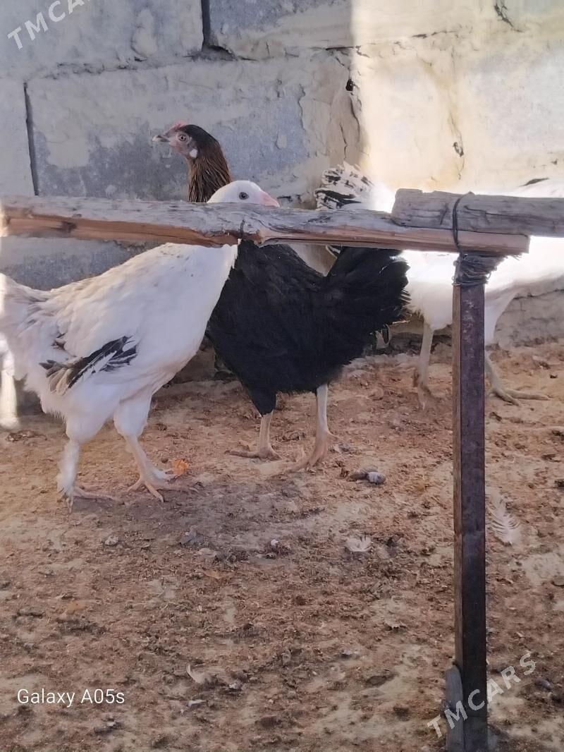 TOWUK - Bäherden - img 2