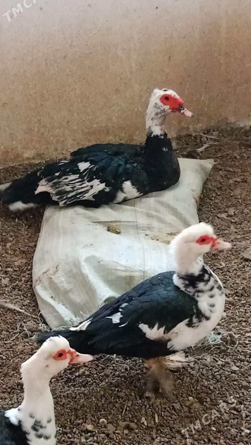 Мускус ордек - Türkmenabat - img 4