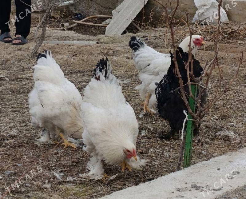 Brama horaz - Гёкдепе - img 2