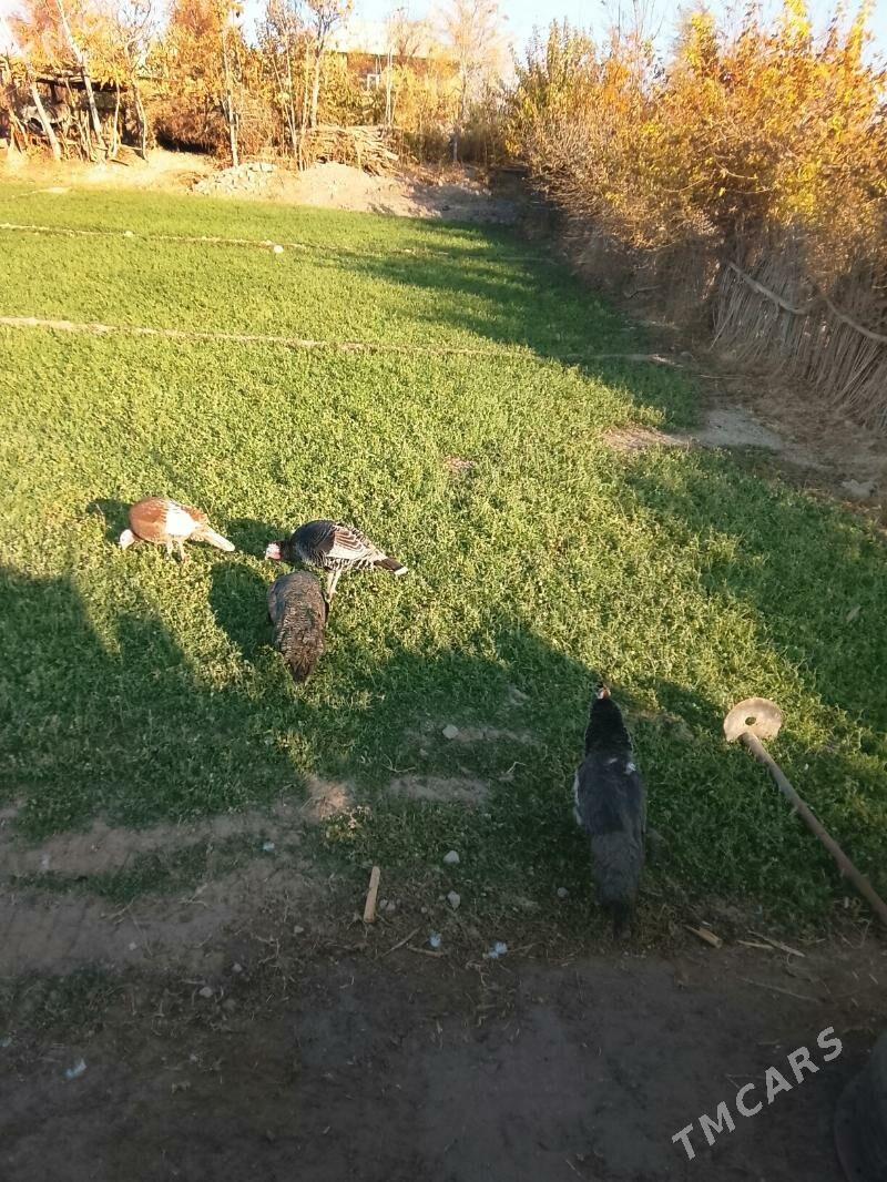 tawus - Dänew - img 2