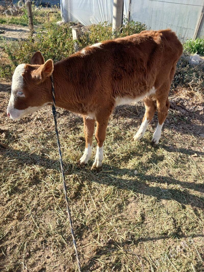 simental okuz - Бузмеин - img 3