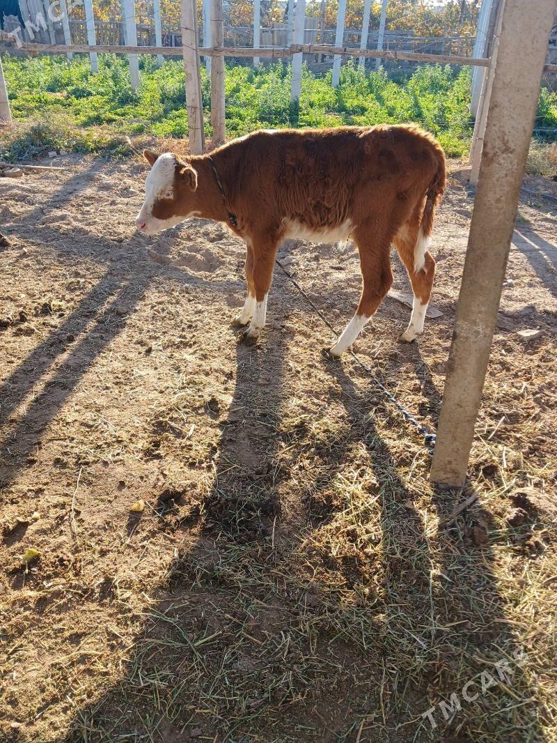 simental okuz - Бузмеин - img 4