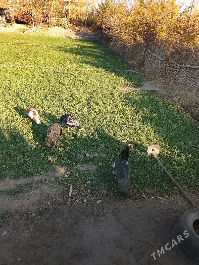 tawus - Dänew - img 5