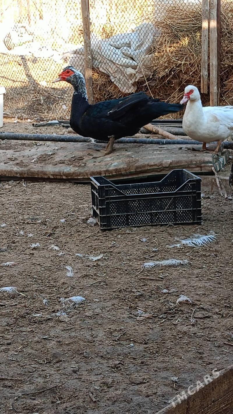 Мускус ордек - Türkmenabat - img 3