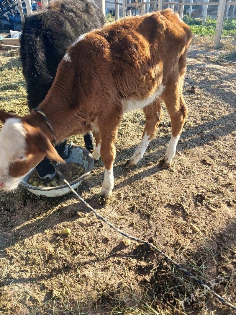 simental okuz - Бузмеин - img 2