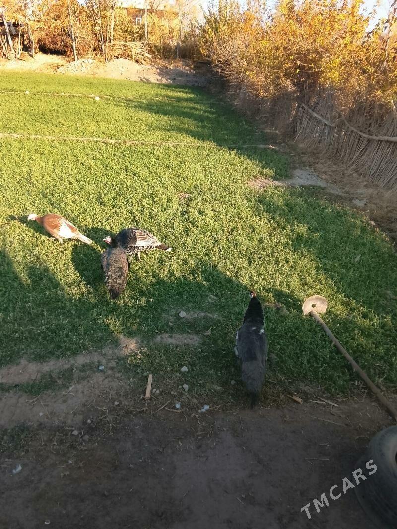 tawus - Dänew - img 6