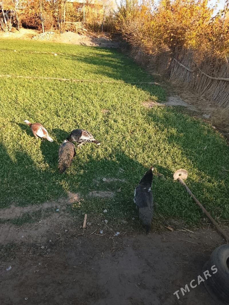 tawus - Dänew - img 4