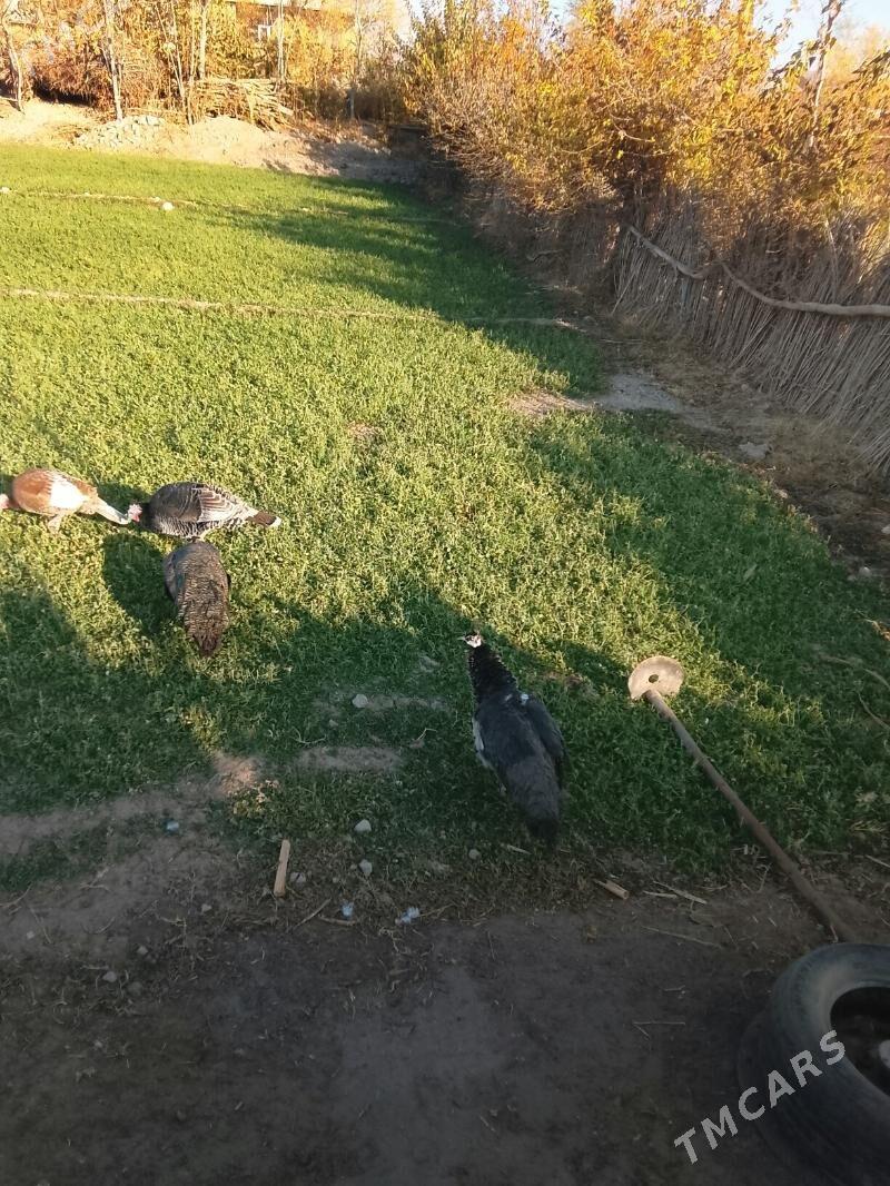 tawus - Dänew - img 3