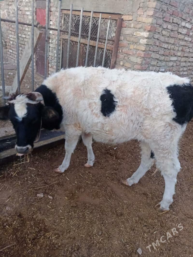 sygyr - Balkanabat - img 2