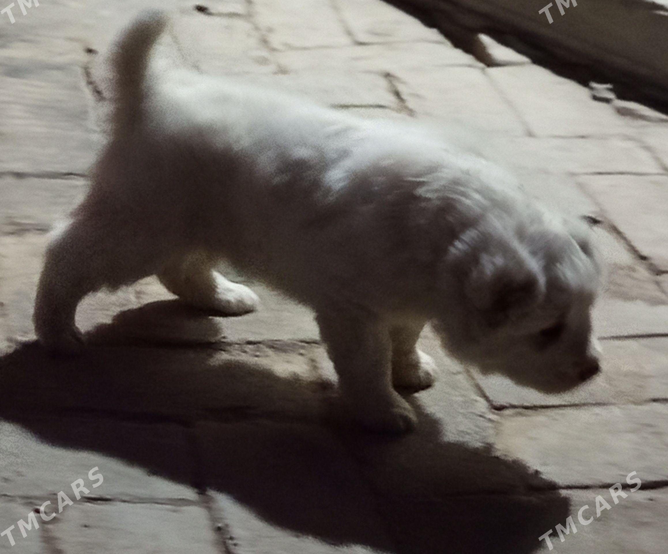 it - Халач - img 4