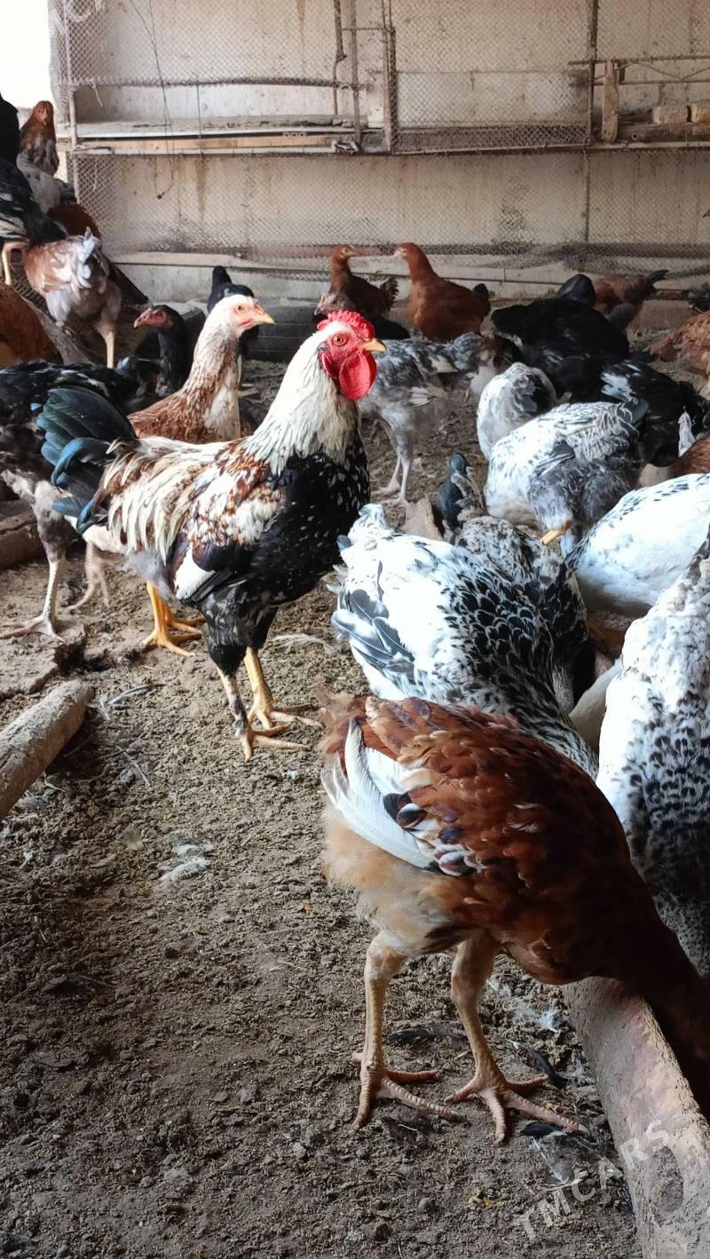 болгар товук - Туркменабат - img 2