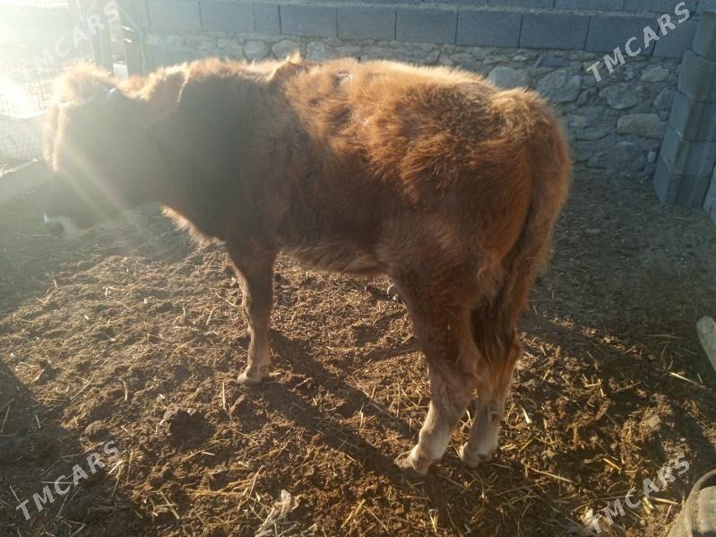 Öküzçe 8 aylyk - Gyzylarbat - img 2