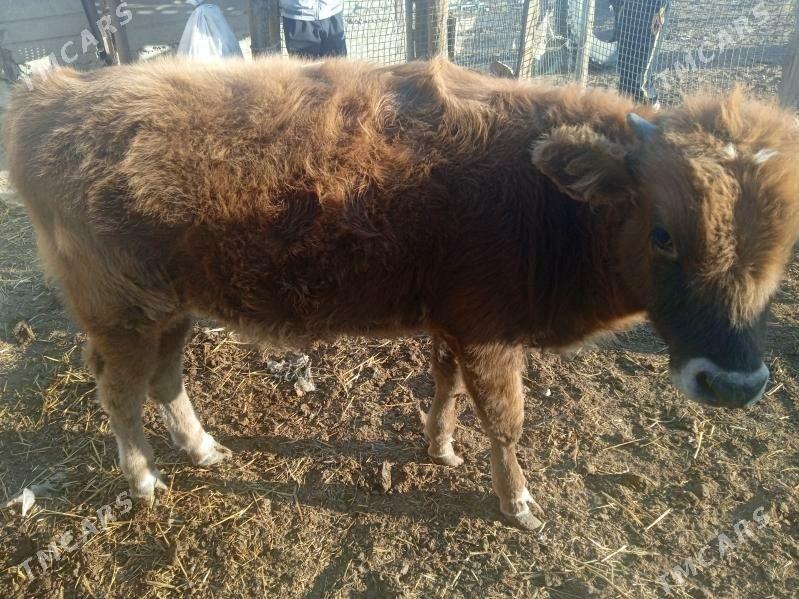 Öküzçe 8 aylyk - Gyzylarbat - img 1