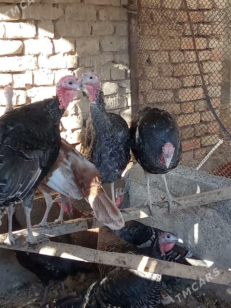 induska - Кака - img 2