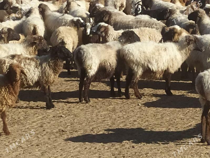 bogaz goyun - Türkmenbaşy - img 3