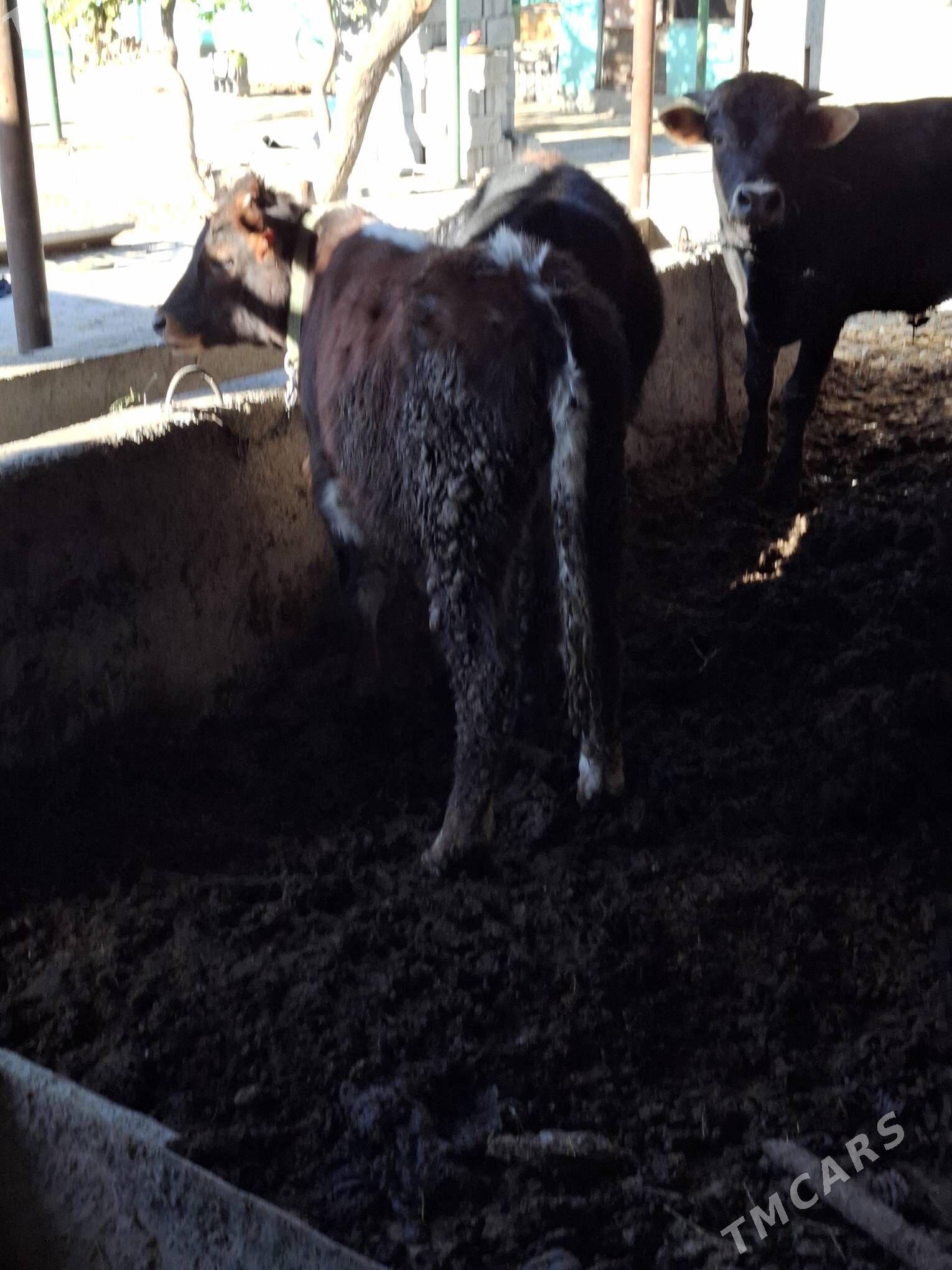 okuzler - Кака - img 6