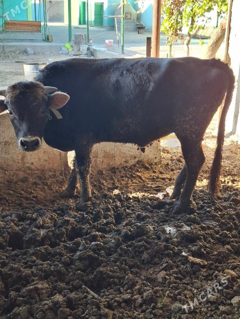 okuzler - Кака - img 2