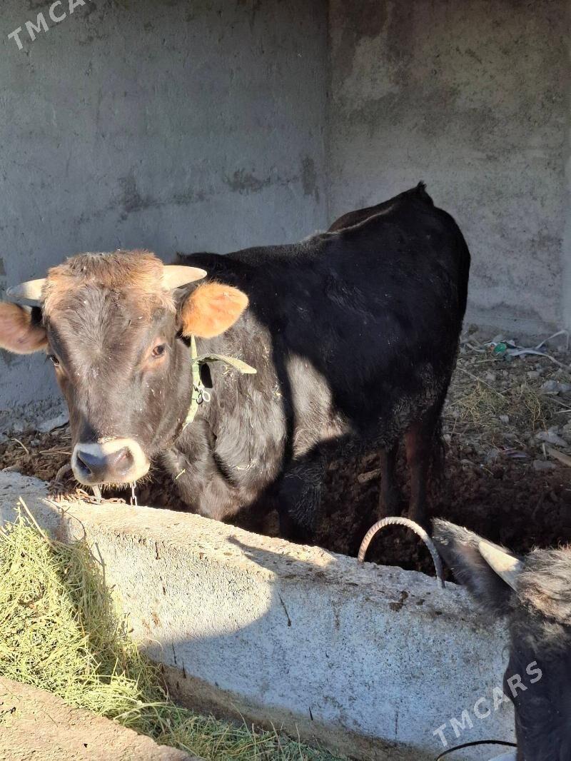 okuzler - Кака - img 3