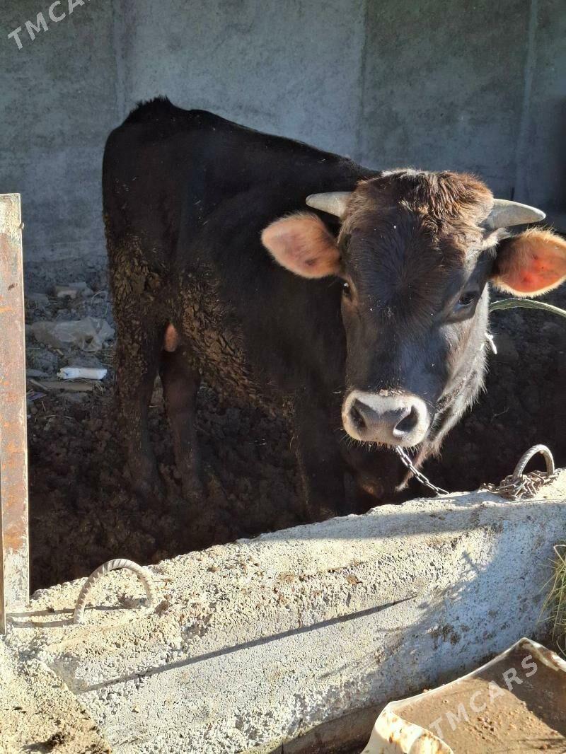 okuzler - Кака - img 4