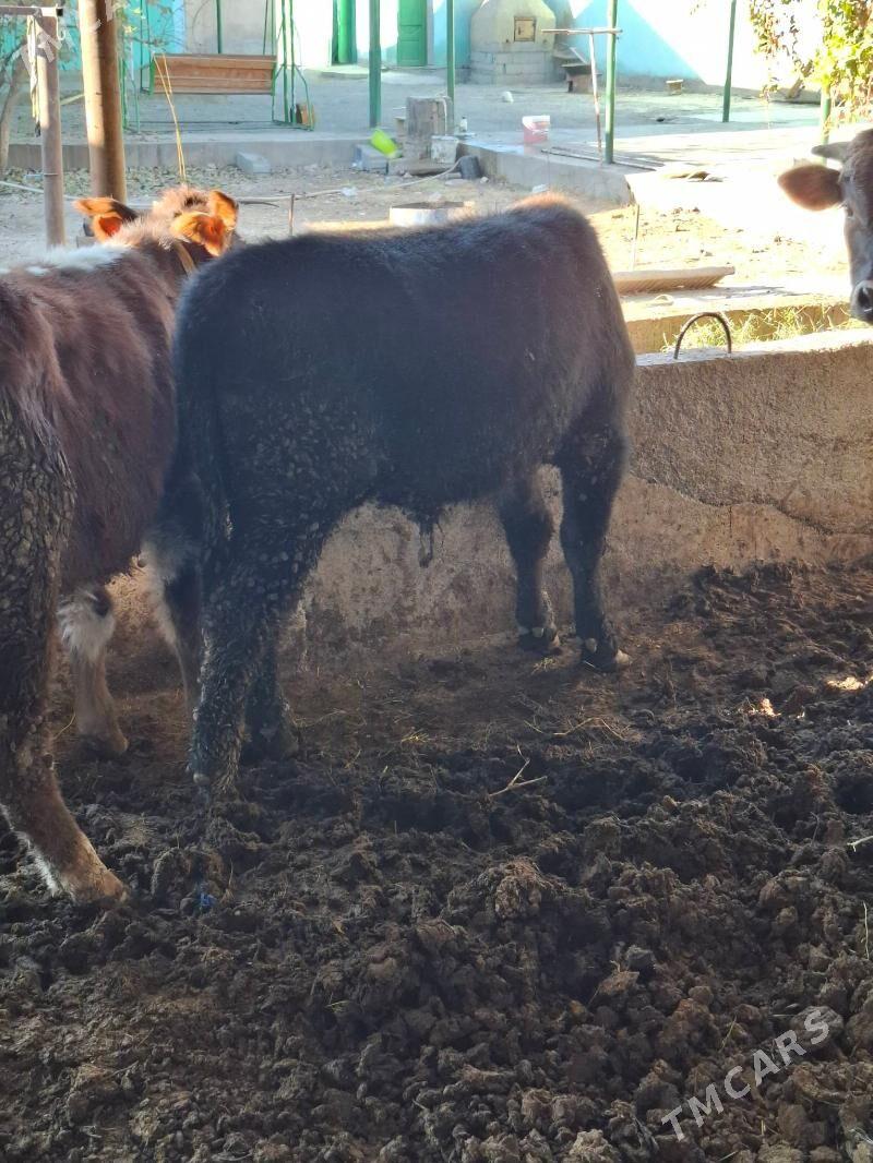 okuzler - Кака - img 5