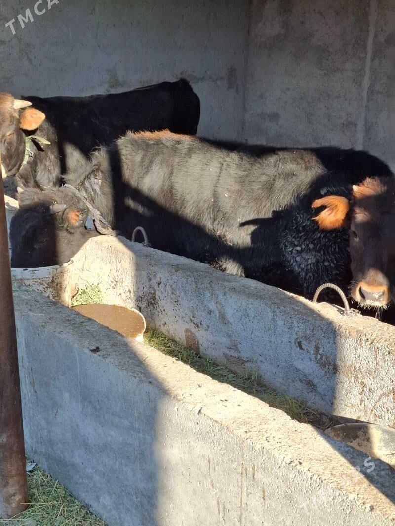 okuzler - Кака - img 8