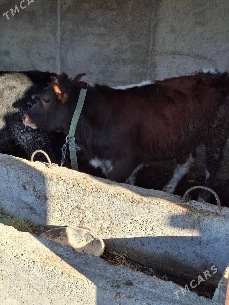 okuzler - Кака - img 7