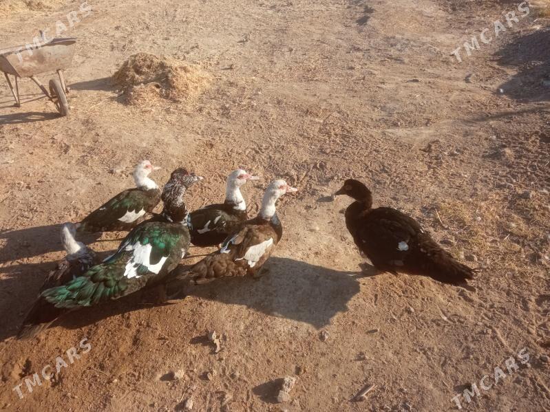 ordek - Мургап - img 1