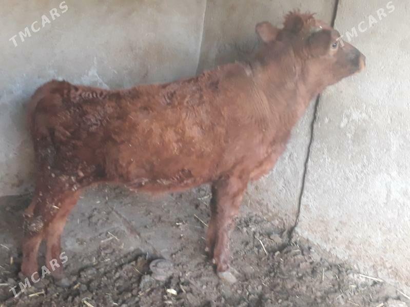 öküz - Багир - img 4